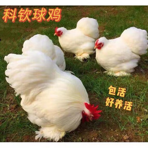 小型家庭宠物迷你观赏鸡白色科钦球鸡包邮好养活