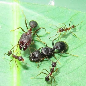 伊大头蚁pheidole yeensis活体小蚂蚁my家园工坊科普教育森城堡