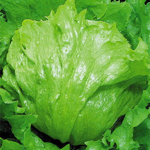 新款结种生菜 蔬菜球子 种台种四 盆栽种植 春秋菜季播播满10包.