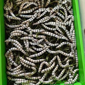 半野种蚕宝宝野三元黑斑马活体宠物稀有黑虎斑蚕宝宝龙角茶茶