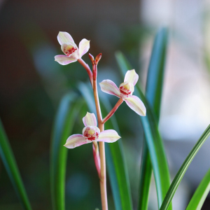 建兰花仙子四季兰盆栽兰花绿植花卉浓香色彩.粉室内兰草