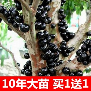 嘉宝果苗台湾进口嘉宝果树苗名贵水果盆栽果苗树葡萄苗南北方种植