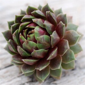 新款多肉植物【冰火芙蓉群生多头】防辐射绿创盆植栽意迷你植物.