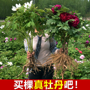 正宗洛阳牡丹花苗大苗花卉植物室内花易活好养盆栽庭院牡丹花树苗