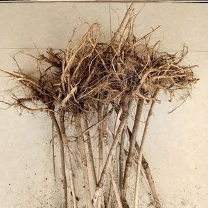 刺老芽树苗刺嫩芽苗,刺老芽,刺儿包苗,山上现挖,精选根系发达,成