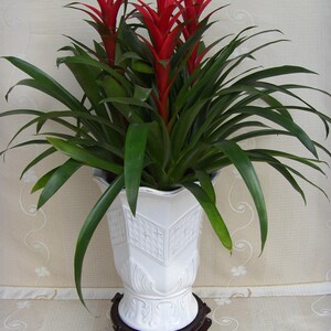 新款室内室外花卉盆植绿  鸿运当头栽年宵花卉 大红星植物 美观.