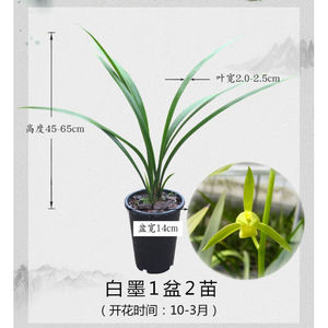 新品兰花仙殿白墨浓香素心墨兰宽叶兰草企剑软剑客厅阳台庭院花卉