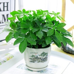 新七叶莲招财树鸭物合脚木属虎发财树八方适植新品吸烟绿色摆放.