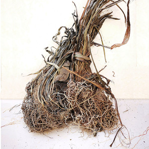 九子连环草贵州中药材干货珠串珠夜白芨九节虫肉连环500克包邮