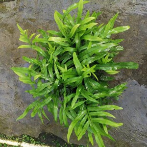 广州 绿植盆栽 观赏植物 大型蕨类 垂吊观赏新品 袋鼠蕨180杯花瓶