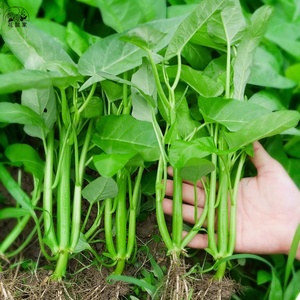 三叉菜空心菜种子种籽孑苗四季菜苗水上种植蔬菜菜籽菜种籽种带根