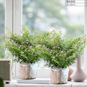 800人付款淘宝矮牵牛花种籽子适合室内阳台春天播种四季盆栽苗开花卉