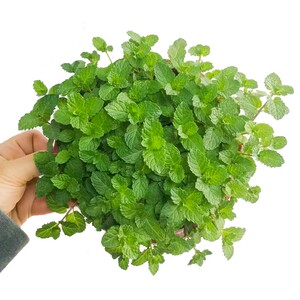 薄荷小叶片猫薄荷子种小苗幼苗盆裁自制可食用干薄荷大盆特价包邮