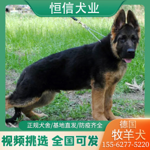 纯种德国牧羊犬黑背德牧幼犬小狼狗幼崽纯种德牧活体军犬警犬看家