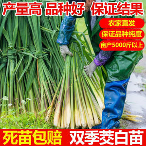 现挖特早熟高产双季茭白苗种单季高笋种苗高瓜苗老蹲苗10颗包邮