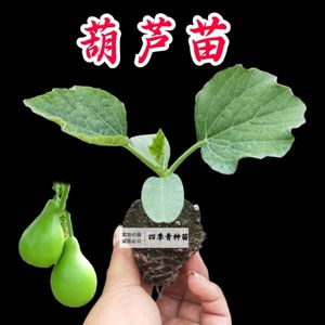 菜葫芦苗秧