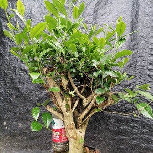 茶树盆景盆栽茶叶树苗茶树老桩带盆发货南北方种植四季常青