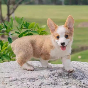 纯种柯基幼犬活体双血统小短腿开脸矮脚双色边牧三色型家养宠物狗