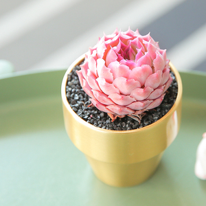 盆栽室内多东豫工厂直营店32.000