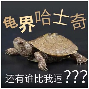 逗比地图深水龟观赏小乌龟活物密西西比黑瘤地图深水鱼缸混养龟