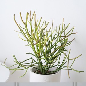 物私生活 | 膨珊瑚光棍树红珊g瑚 沙漠植物北欧风绿植盆