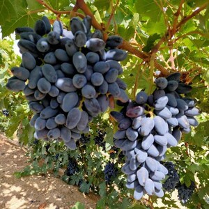 新品种秋黑葡萄苗玫瑰香味黑提葡萄树苗秋黑宝葡萄苗当年结果