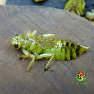 新鲜冷冻水蜻蜓宽体蜻蜓幼虫水泵虫水蝎子美味食用昆虫佐酒佳肴