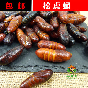 沂蒙山土特产松虎蛹野生松树虫蛹子毛虫蛹
