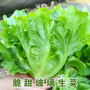 意大利生菜种子球籽孑奶油罗马四季包心盆栽农家蔬菜南方菜籽菜种