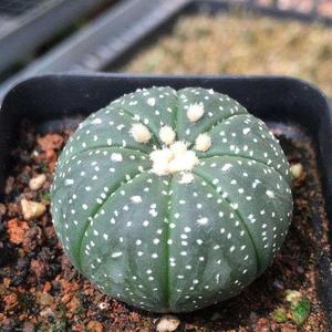 西瓜球星兜金星兜多肉植物盆栽金星仙人球 植物室内防辐射盆栽【2