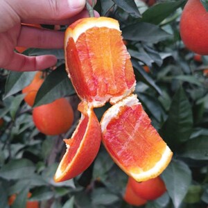 玫瑰血橙苗 玫瑰香橙树苗 橙子苗 万州玫瑰香橙盆栽嫁接当年结果