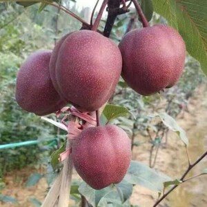 果苗新品种梨树苗奥红一号梨苗南方北方种植地栽果树苗当年果树苗
