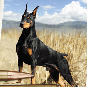 出售纯种杜宾犬铁包金棕色迷你小型狗小鹿犬幼犬不掉毛宠物狗活体