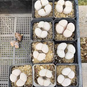 生石花大超大双头