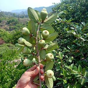 新鲜霹雳果木莲豆腐籽凉粉果爱玉籽手搓冰粉果石木瓜深山野生现a