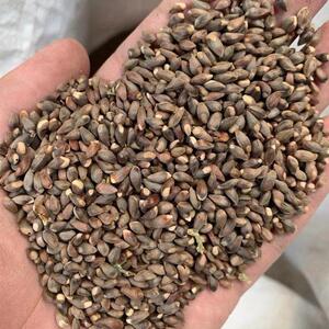 包邮新采柏树种籽扁柏种子侧柏种子嫁接龙柏林木花卉柏树籽松柏