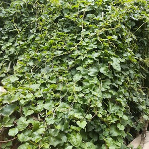 新花季新房四卉云南白药夏r季以爬藤不含盆观叶植物绿植种苗5cm.