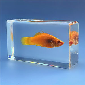 海底动物标本珍贵海洋动物真实鱼树脂标本热带鱼淡水鱼早教创意琥