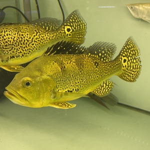 黄金虫纹巴西亚鱼风水鱼大型热带观赏鱼龙鱼配鱼活体包邮