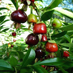 果树苗包邮带土发货庭院园林种植果树巴西黑玫瑰长果樱桃果苗嫁接