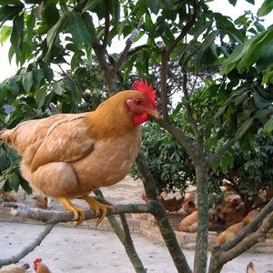 新鲜鲜活三黄鸡走地鸡农家散养土鸡正宗走地鸡1500g
