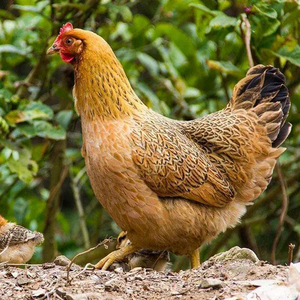 农家散养草母鸡土鸡活草鸡老母鸡柴鸡新鲜整鸡走地鸡约2.2-3斤/只