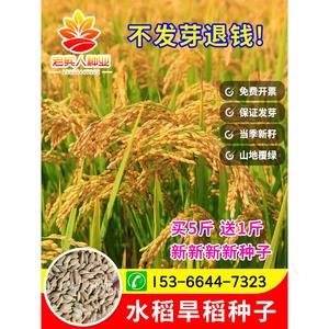 水稻种子家用高产优质水稻种孑旱稻种籽子东北大米糯米香稻子包邮