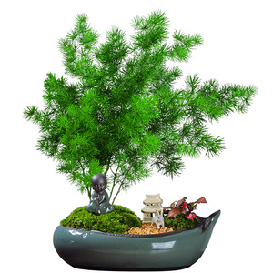 蓬莱松盆栽好养盆景活植物室内花四季常青花草观花生肖猴花卉招.
