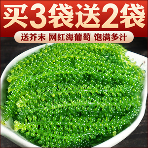 海葡萄新鲜即食官方旗舰店网红海洋蔬菜盐渍海带海藻菜海草送芥末