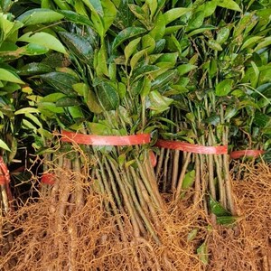 意聪旗舰店天猫果树苗木 柑橘子树苗 桔苗 红桔子树苗 新品种早桔