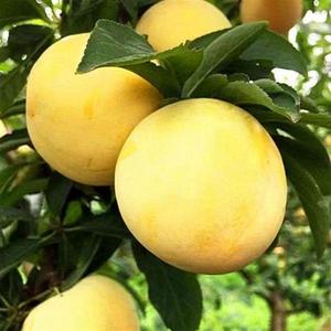 黄布林李子苗 御皇李子树苗 南非黄金李树 南北t方种植当果树果苗