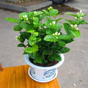 茉莉花苗00 清香花卉白茉v莉盆栽风车茉莉苗茉莉花苗绿植果树果苗