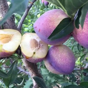 嫁接吉胜李子嫁接j树苗东北干碗桃李苗鸡心李脱核吉胜耐果树苗果