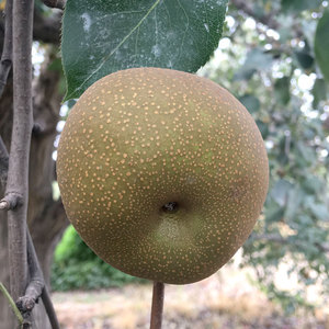 面梨河北红面梨苗一年苗噎人面梨黑面梨正宗河北小面梨